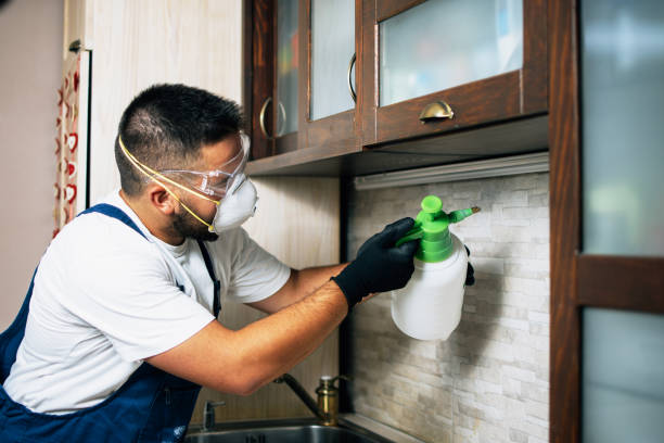 Best Wasp Removal Services  in Berly, MO